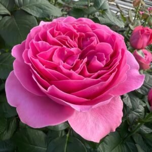 Villa Muze Rose Plant|穆兹别墅 - 图片 5