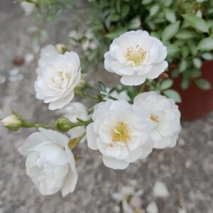 Yukihime Rose
