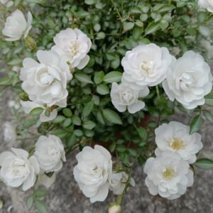 Yukihime Rose