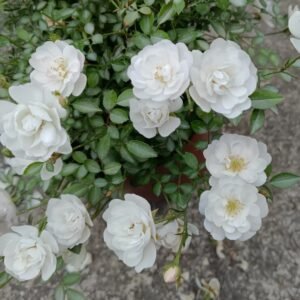 Yukihime Rose