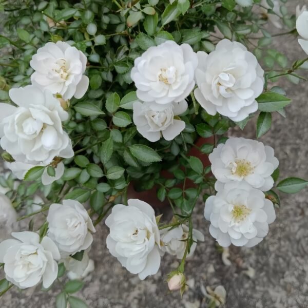 Yukihime Rose