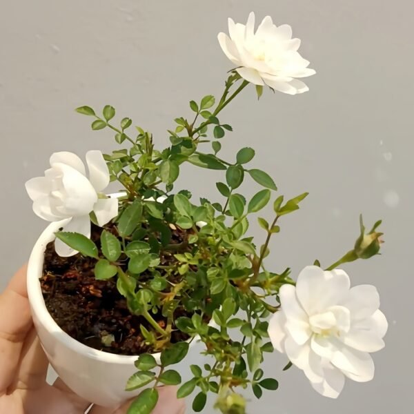 Yukihime Rose