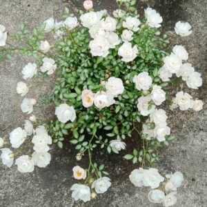 Yukihime Rose