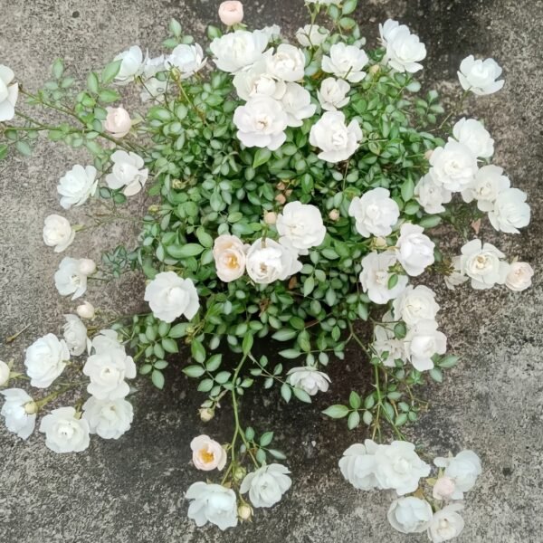 Yukihime Rose